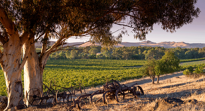 John Duval Vineyard